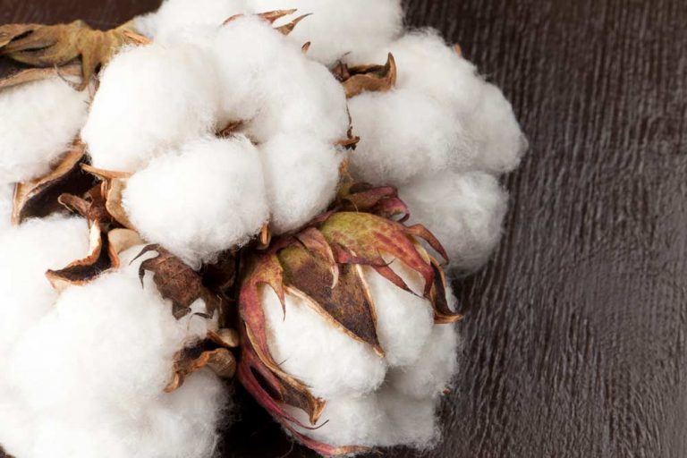 XIT Real Estate Dalhart Texas Real Estate